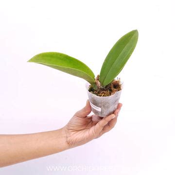 Now Buy exotic rare orchid plants online from anywhere in India ...