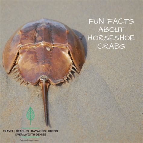 Horseshoe Crab