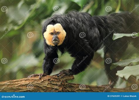 White-faced saki stock image. Image of monkey, faced - 37635391