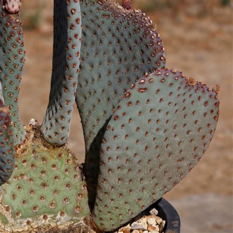 Buy 'Beavertail Cactus - Opuntia basilaris' Care and Growers Guide ...