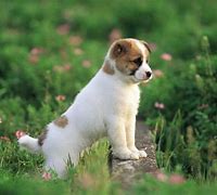 Image result for Cute Dog Babies