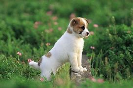 Image result for A Cute Baby Dog