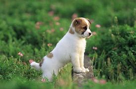 Image result for Cute Baby Dog Pics