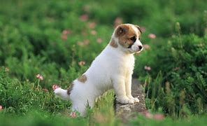Image result for Pet Baby Dog