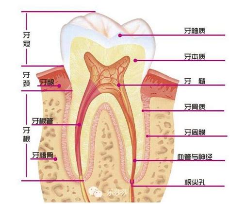 牙齿的结构分析 - 知乎