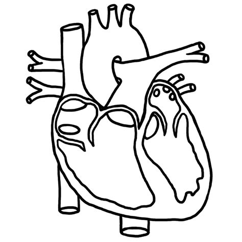 Blank Human Heart Diagram | Health Pictures - ClipArt Best - ClipArt Best