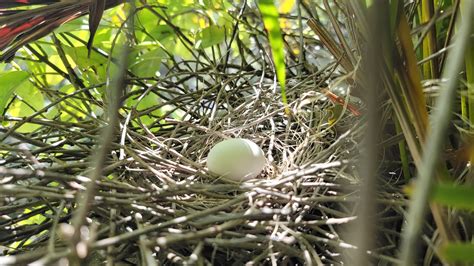 TW Pornstars - Frankie Rivers 🔞. Twitter. Momma bird has been gone for two days. 🥺. 4:34 AM - 1 ...