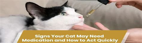 Signs Your Cat May Need Medication and How to Act Quickly – Goel Vet Pharma