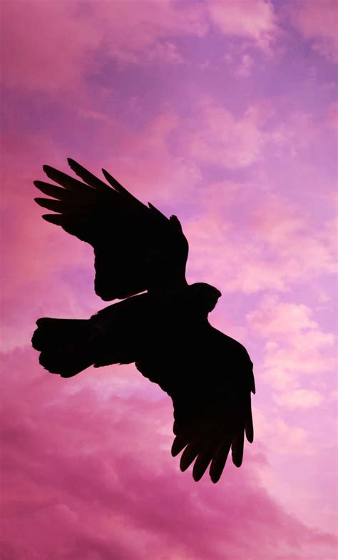 Download Flying Bird In Pink Sky Wallpaper | Wallpapers.com