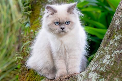 What Do Himalayan Cats Look Like at William Whitfeld blog