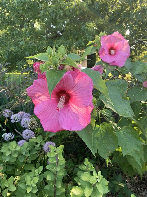 Yard and Garden: Fall-blooming Perennials | News