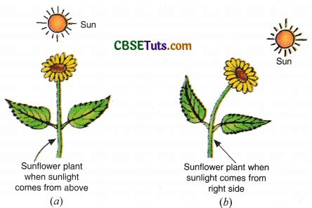 Life Process 的图像结果