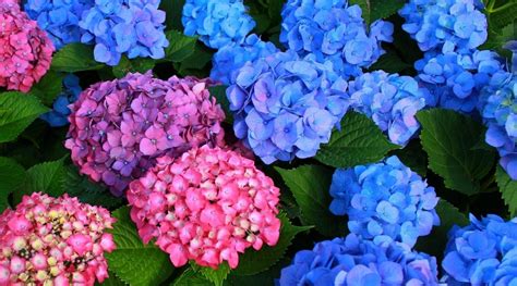 Image result for Pre-Spring Hydrangea Care