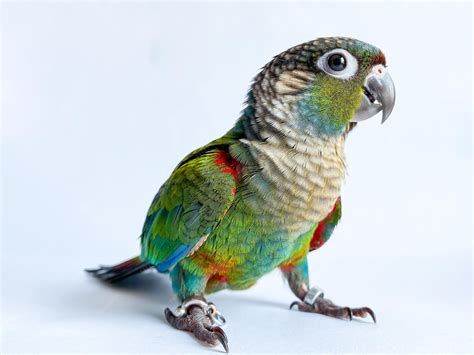 Premium Photo | Crimson bellied conure parrot in the white background