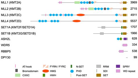 Role of Histone H3 Lysine 4 Methylation in Chromatin Biology