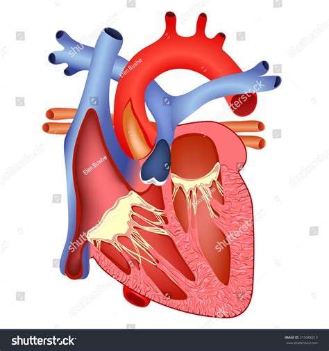 The Anatomical Structure Of Human Heart Stock Vector Illustration 315088313 : Shutterstock