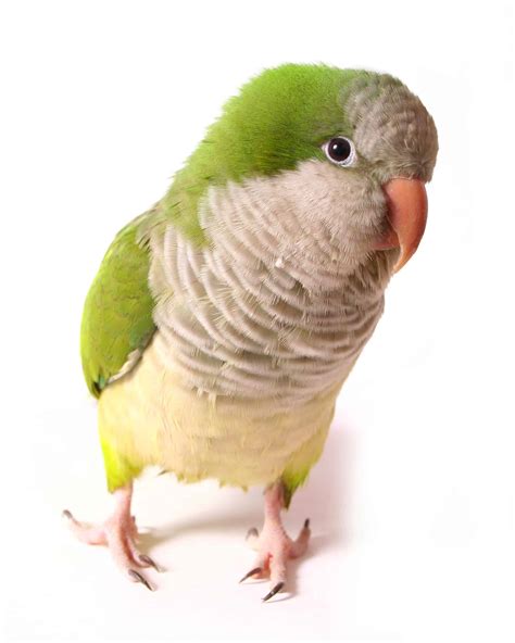 How Much Does a Parakeet Cost? (2026 Updated)