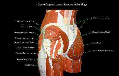 Anatomy Of Gluteal Region