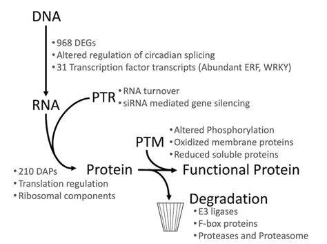 RNA Transcript Graph 的图像结果