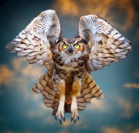 Great Horned Owl In Flight