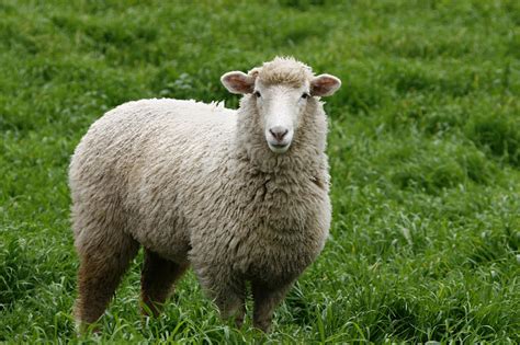 绵羊,白色,绿色,草,一个物体,羊场,美利奴绵羊,公羊,动物耳朵,正面视角,摄影素材,汇图网www.huitu.com