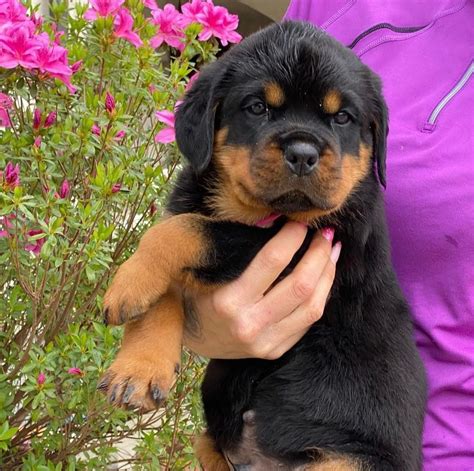 Rottweiler doberman mix puppy/8 week old rottweiler puppy