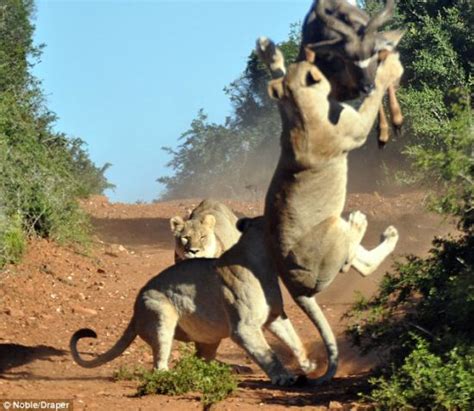 【狮口脱险】瞬间抓拍南非羚羊腾空一跃逃出群狮包围_华闻周刊_新浪博客