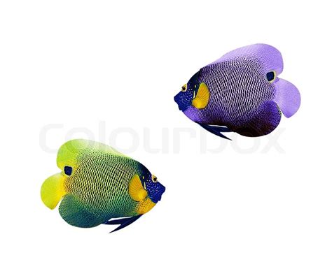 Image result for Colorful Angelfish