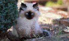himalayan cats himalayan cat breed information himalayan cats himalayan cat breed information