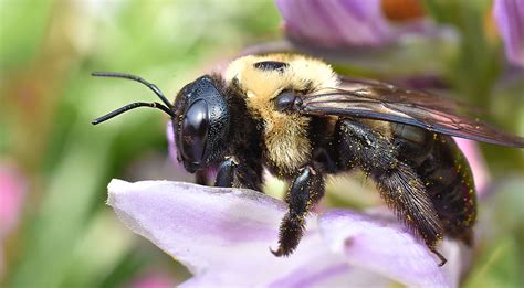 Carpenter Bee Stings Dangerous