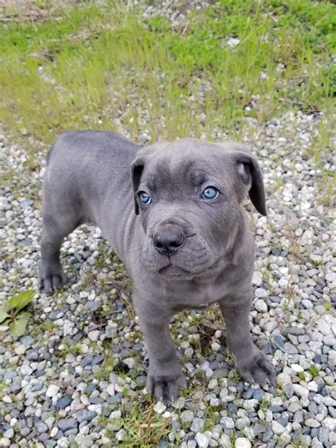 Blue Cane Corso