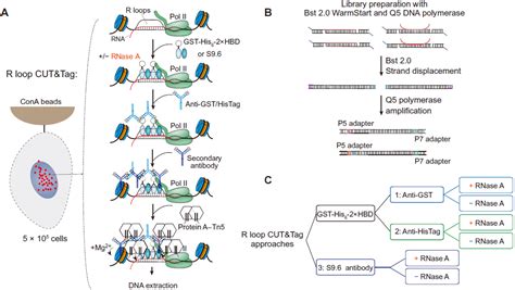 RNA Transcript Loop 的图像结果
