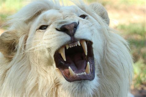 White Lion Photos, Download The BEST Free White Lion Stock Photos & HD ...