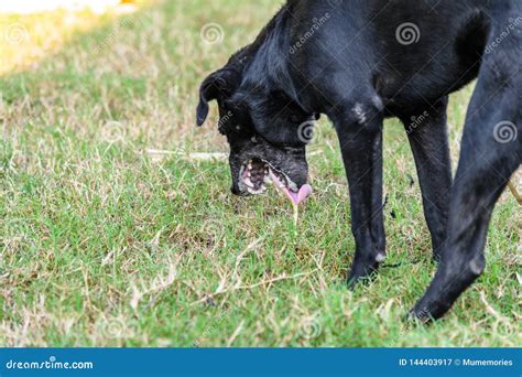 Why Would A Dog Throw Up Bloody Mucus