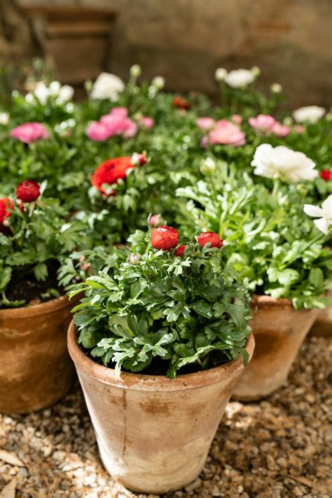 Can You Grow Ranunculus In Pots