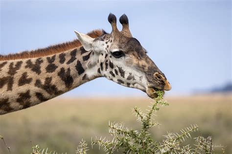 Giraffe Eating Acacia Leaves