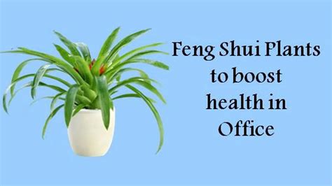 5 Feng shui plants that will boost your productivity at work | Career