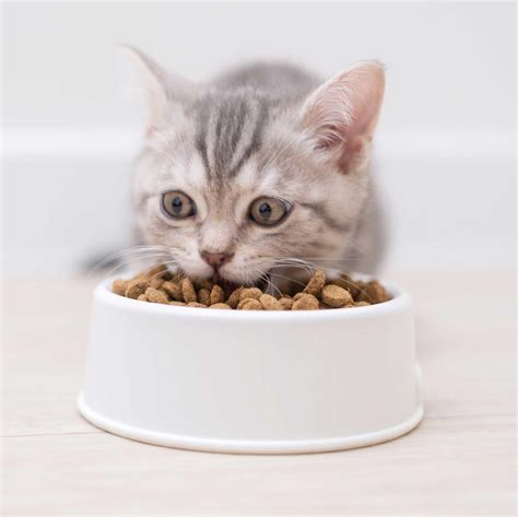 Cats Eating