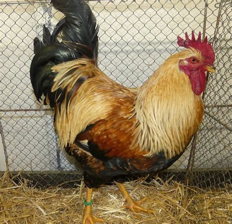 Image result for Java Chicken Facts