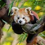 Image result for Cutest Baby Red Panda