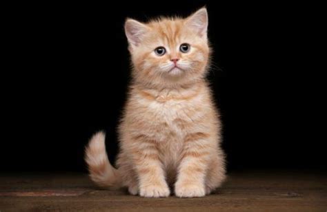 Image result for Cat Using Computer Meme