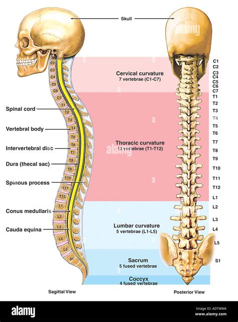 Back Vertebral Anatomy at Jessie Nassar blog
