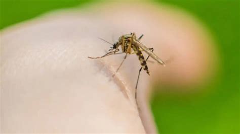 West Nile Virus Surges in US: Symptoms, Cases, Prevention and Updates ...