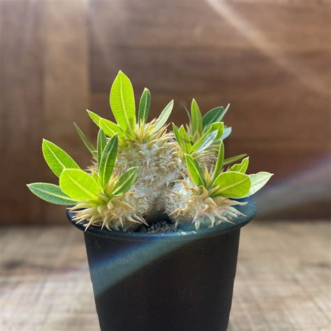 Pachypodium brevicaule ssp . Leucoxanthum【パキポディウム・レウコキサンツム・実生】 | RIMO'S ...