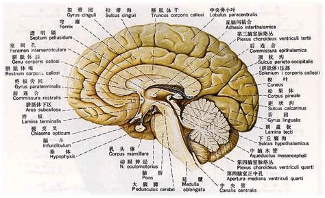 高清大脑解剖图谱【建议收藏】|图谱|高清|大脑|解剖|影像|-健康界