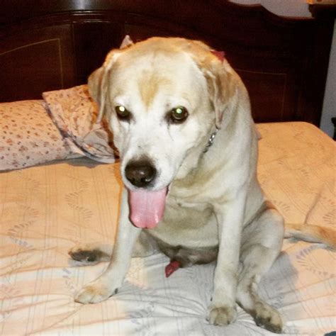 Dog Died Sympathy Card