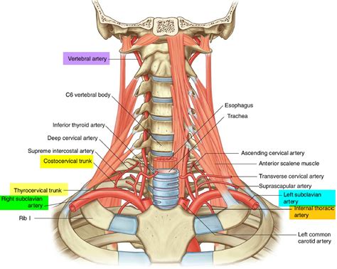 Left and Right Subclavian Artery Function, Branches, Stenosis