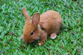 Image result for Real Bunny