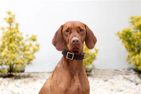 The Best Small Red Dog Breeds For Your Home In 2026