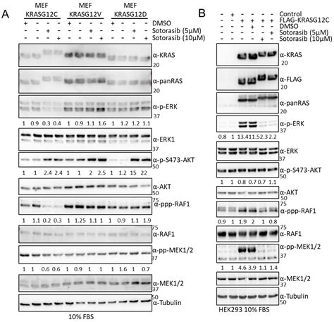 Proteomic Mapping of the Interactome of KRAS Mutants Identifies New ...